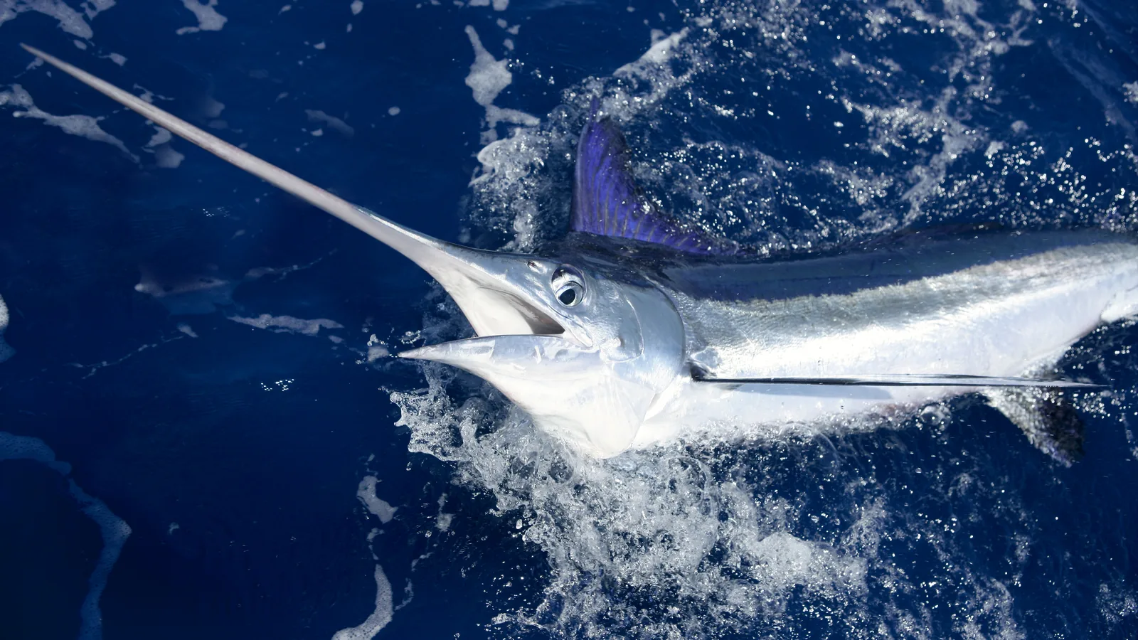 Marlin leaping at the surface during a sport-fishing day