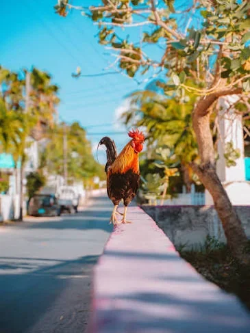 Rooster on a garden wall in a quiet Harbour Island street
